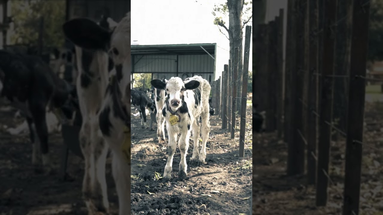 [PointFOOTAGE] Animals - Cattle cow Black-White Holstein calf stable farm - FS - 7632788 - Vertical