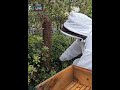 Bee suit  for this swarm removal on a chilly day  tiktok live upload