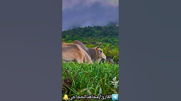 اجمل مارتل القارئ/مجاهد الحجاجي ...#جامع_الامام-الشوكاني_صنعاء