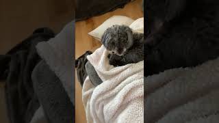 #Pixie #Awesome #Wow #Amazing