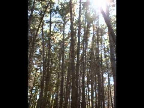 cariboo classic bassinet