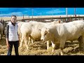 DeBruycker Charolais Bull Sale 2021, Montana