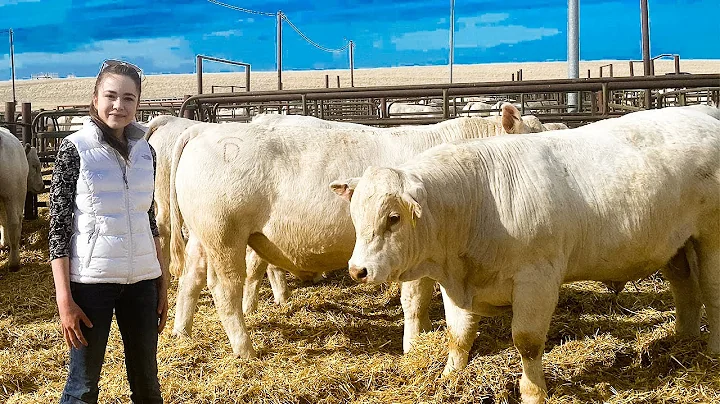 DeBruycker Charolais Bull Sale 2021, Montana