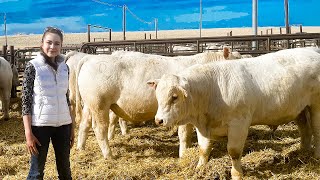 DeBruycker Charolais Bull Sale 2021, Montana
