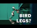 Does our robot have bird legs