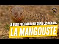 🦊 La Mangouste – Le Petit Prédateur Qui Défie Les Géants