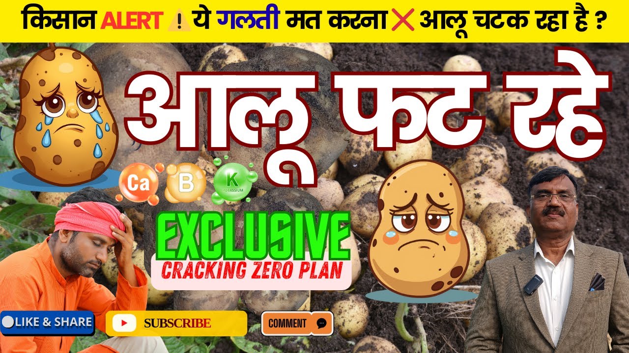 आलू फट रहे | आलू फटने से कैसे बचाएं | Aalu Fatne Se Rokne Ki Dawai | ये तीन जादुई स्प्रे करें