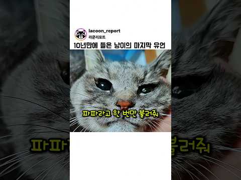 10년만에 들은 냥이의 마지막 유언 thumbnail