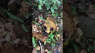 Blue moon butterfly-Jackfruit Puddling Blue moon butterfly-Jackfruit Puddling