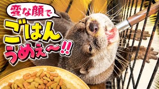 絶対に食欲には勝てないよね。でも変な顔で食べるのやめてw