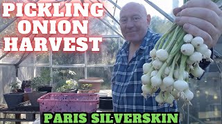 Pickling Onion Harvest [Gardening Allotment UK] [Grow Vegetables At Home ]