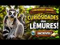 LÊMURES: CURIOSIDADES SURPREENDENTES QUE NINGUÉM TE CONTA...