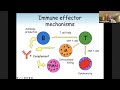 Primary vs  secondary immune deficiency