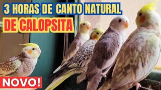 CANTO DE CALOPSITA 3 Horas de Canto Natural de Calopsita para estimular sua Calopsita a Cantar