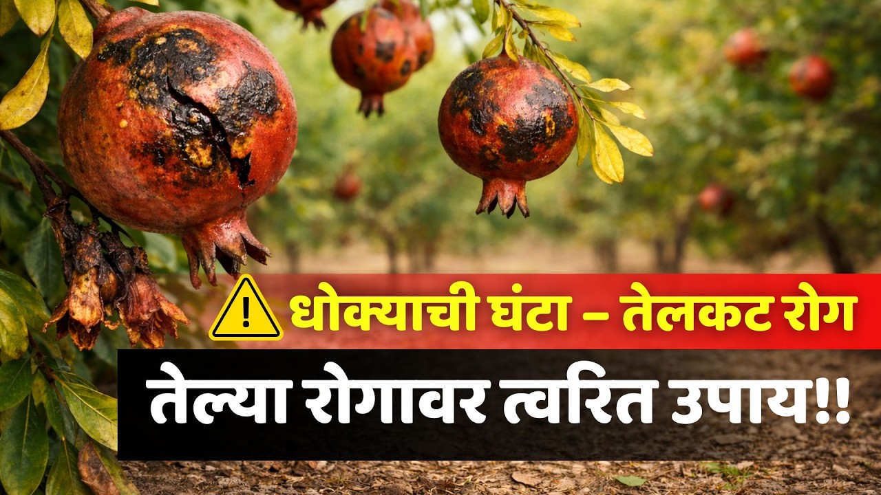डाळिंबावरील तेल्या (Telya) रोगाचे व्यवस्थापन | लक्षणे, कारणे आणि प्रभावी उपाय