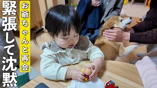 お爺ちゃん登場で大歓喜の柴犬と緊張で沈黙する2歳児が可愛すぎました笑