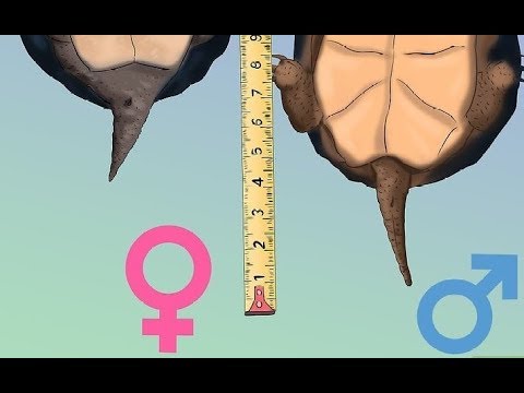 Vídeo: Como Determinar O Sexo De Uma Tartaruga De Orelhas Vermelhas