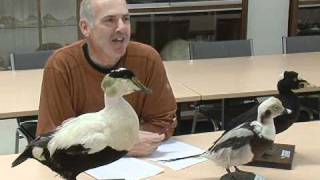 Dr. Magella Guillemetta's D3TV Seaduck Tip of The Day
