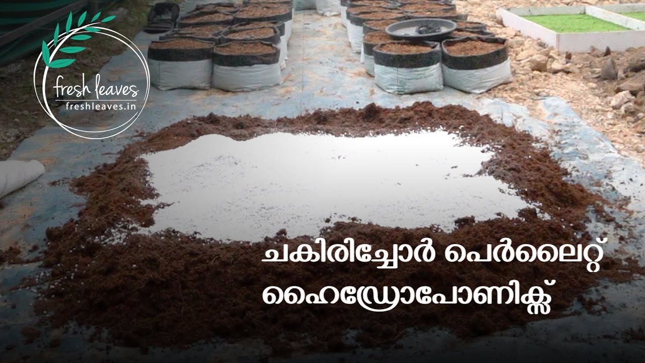 Media based hydroponic system || Growing salad cucumber in cocopeat hydroponics