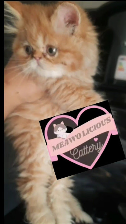 cute kitten #pekki 1 to 100 days #cat #funnycats #kitten #funnyanimal #shorts #viralshorts