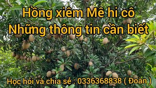 Hồng xiêm ( Sa po chê ) Mê hi cô: những thông tin cần tham khảo!.