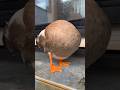 チョコボール・ダック　The Chocolate Ball Duck