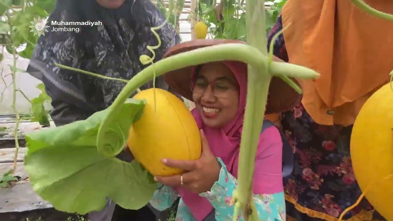 Dibuka Lagi, WISATA PETIK MELON RAMADAN Sesi 2 di Godong Gudo Jombang 28/2/26