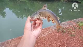 One Of The Most Easiest Fish To Catch?Goa-India Flathead, Trevally,Catfish, Tank Goby