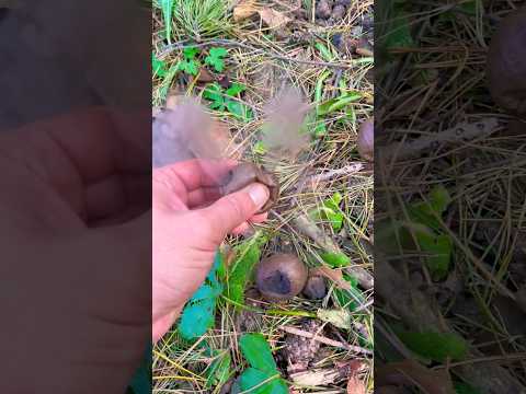 Нашли необычный гриб😱❓️Mushroom.  Ждём комментарий от Вишневского😆🤷‍♀️ #funghi #саркосома шаровидная