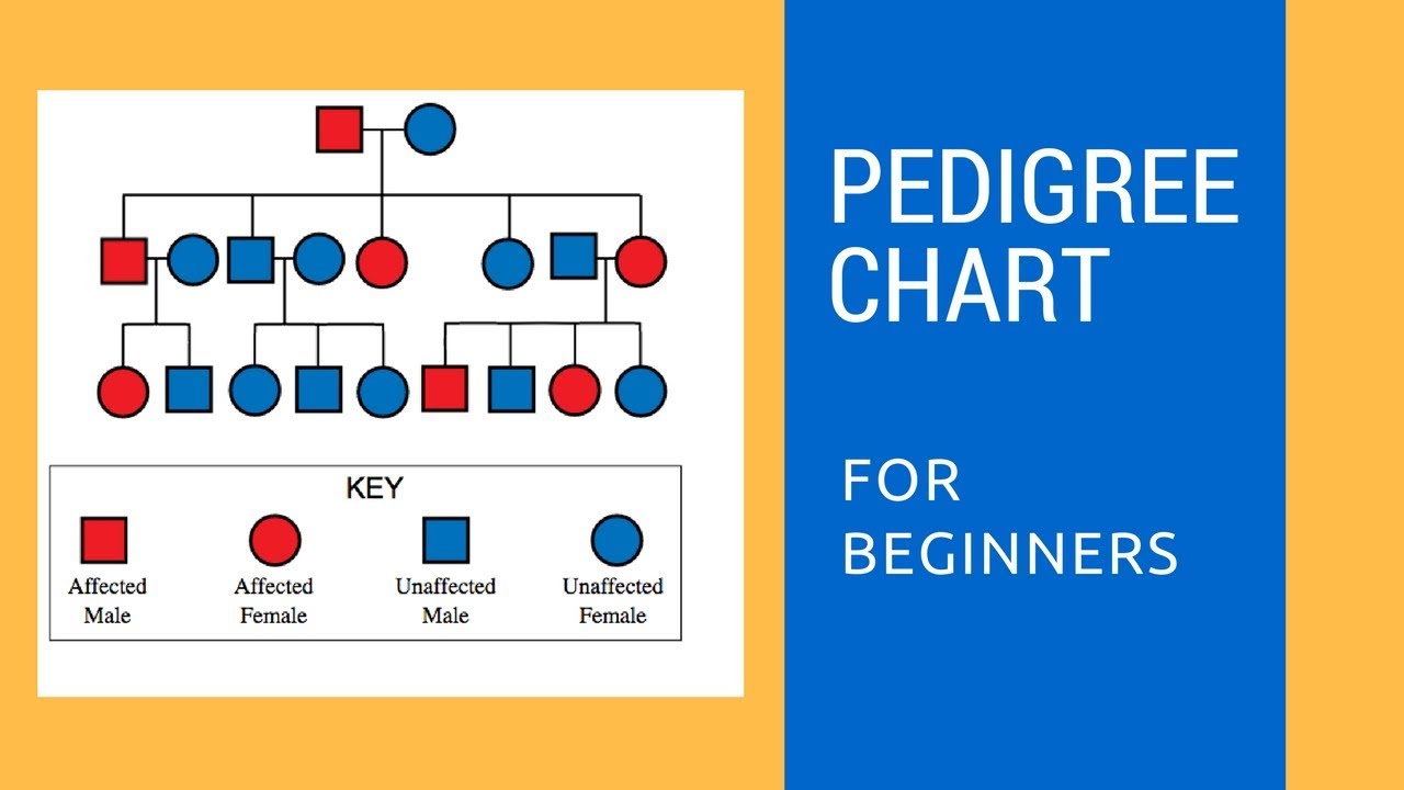 Pedigree Chart Examples