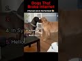 Dogs That Broke the Internet 😂🐶 (Viral Moments)