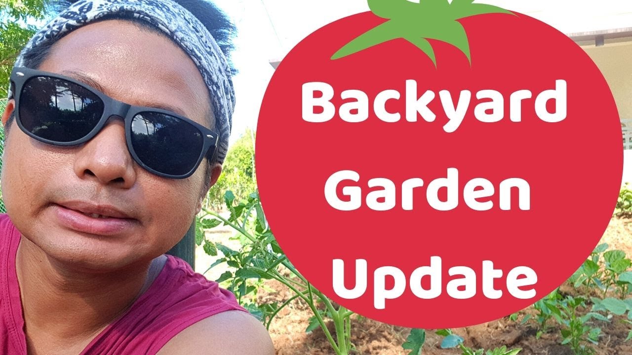 Backyard Garden Update (Pruning and Trellising of Tomato)