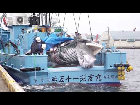 Video: I Japan Whalers Sospendono La Caccia, Potrebbero Terminare La Missione In Anticipo