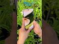 Guess the phone camera test #reels #smartphone #tech #shortvideo #zoomtest #instareels 👿🌺📱