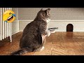 Funniest animals  hilarious cats and dogs 2024  part 26