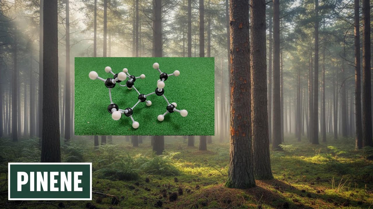 How to Build Pinene Using Molymod | Visualizing Terpenes in 3D