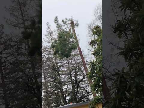 24 Tall 1 200 Pound Tree Top Smashes Roof