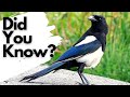 Things you need to know about MAGPIES!