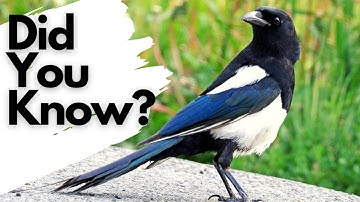 Things you need to know about MAGPIES!