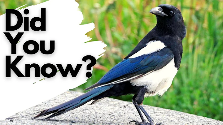 Things you need to know about MAGPIES! - DayDayNews