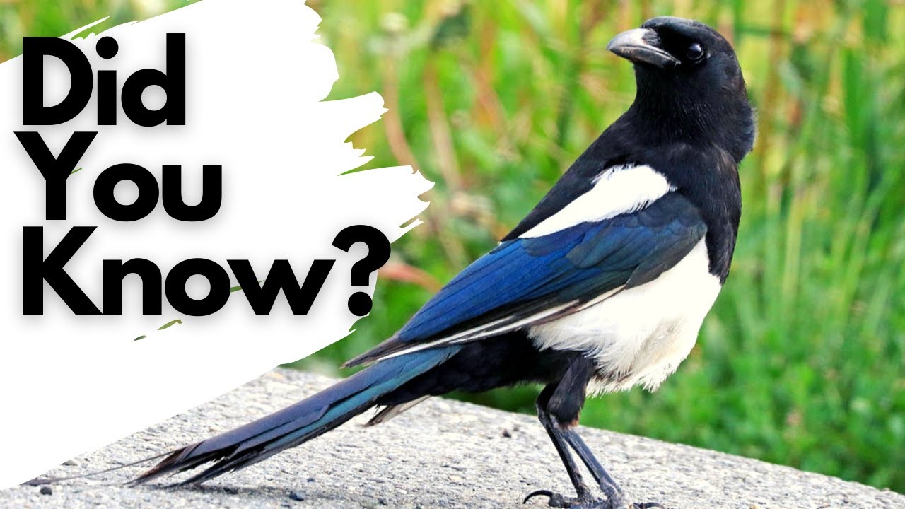 Things You Need To Know About Magpies!