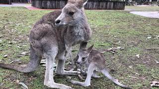 ITS A BABY BOOM! | Tim Faulkner
