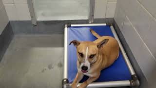 acs A659887