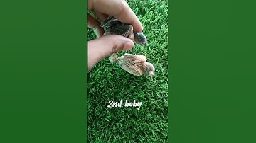 cute finch baby 🐥#bird #cute #shots #baby