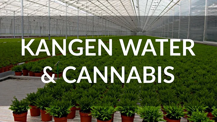 Cannabis Growers Are Going Crazy Over Kangen Water...