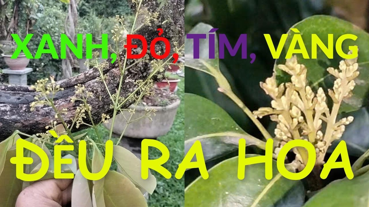 Vải Thiều ra hoa rộ từ rằm tháng giêng đến rằm tháng hai năm Bính Ngọ.