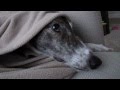 The Idiosyncrasies of Our Retired Greyhound
