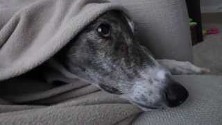 The Idiosyncrasies of Our Retired Greyhound