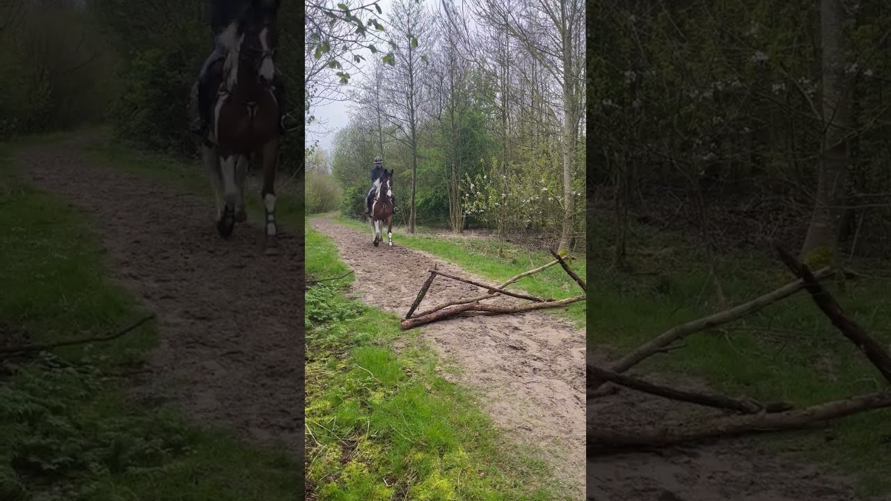 Horse Throws Woman to Ground -  1497765