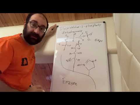 Video: Glyceraldehyde 3 phosphate ua dab tsi?